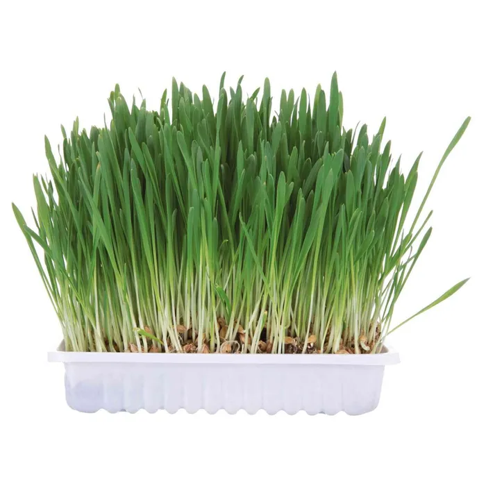 Hlavný obrázok produktu Tráva pro hlodavce v misce 100 g TRIXIE